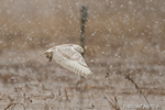 wildlife;snowy-owl;bubo-scandiacus;owl;raptor;bird-of-prey;marsh;Salisbury-Beach;MA;D4