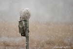 wildlife;snowy-owl;bubo-scandiacus;owl;raptor;bird-of-prey;marsh;Salisbury-Beach;MA;D4