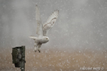 wildlife;snowy-owl;bubo-scandiacus;owl;raptor;bird-of-prey;marsh;Salisbury-Beach;MA;D4