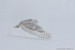 wildlife;snowy-owl;bubo-scandiacus;owl;raptor;bird-of-prey;marsh;Salisbury;MA;D4