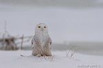 wildlife;snowy-owl;bubo-scandiacus;owl;raptor;bird-of-prey;marsh;Salisbury;MA;D4