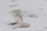 wildlife;snowy-owl;bubo-scandiacus;owl;raptor;bird-of-prey;snow;Salisbury;MA;D4