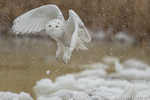 wildlife;snowy-owl;bubo-scandiacus;owl;raptor;bird-of-prey;snow;Salisbury;MA;D4