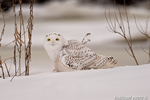 wildlife;snowy-owl;bubo-scandiacus;owl;raptor;bird-of-prey;marsh;Salisbury;MA;D4