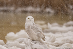 wildlife;snowy-owl;bubo-scandiacus;owl;raptor;bird-of-prey;marsh;Salisbury;MA;D4