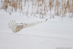 wildlife;snowy-owl;bubo-scandiacus;owl;raptor;bird-of-prey;snow;Salisbury;MA;D4