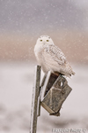 wildlife;snowy-owl;bubo-scandiacus;owl;raptor;bird-of-prey;snow;birdhouse;Salisbury;MA;D4