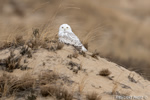 wildlife;snowy-owl;bubo-scandiacus;owl;raptor;bird-of-prey;beach;Hampton-Beach;NH;D4