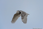 wildlife;snowy-owl;bubo-scandiacus;owl;raptor;bird-of-prey;flight;Hampton-Beach;NH;D4