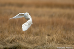 wildlife;snowy-owl;bubo-scandiacus;owl;raptor;bird-of-prey;marsh;Hampton-Beach;NH;D4