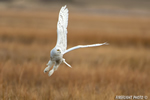 wildlife;snowy-owl;bubo-scandiacus;owl;raptor;bird-of-prey;marsh;Hampton-Beach;NH;D4