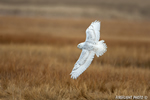 wildlife;snowy-owl;bubo-scandiacus;owl;raptor;bird-of-prey;marsh;Hampton-Beach;NH;D4