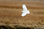 wildlife;snowy-owl;bubo-scandiacus;owl;raptor;bird-of-prey;marsh;Hampton-Beach;NH;D4