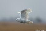 wildlife;snowy-owl;bubo-scandiacus;owl;raptor;bird-of-prey;flight;Hampton-Beach;NH;D4