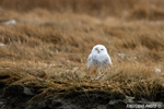 wildlife;snowy-owl;bubo-scandiacus;owl;raptor;bird-of-prey;marsh;Hampton-Beach;NH;D4