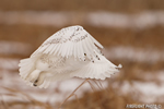 wildlife;snowy-owl;bubo-scandiacus;owl;raptor;bird-of-prey;marsh;Seabrook;NH;D800