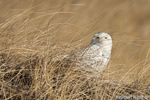 wildlife;snowy-owl;bubo-scandiacus;owl;raptor;bird-of-prey;grass;Seabrook;NH;D800