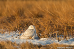 wildlife;snowy-owl;bubo-scandiacus;owl;raptor;bird-of-prey;marsh;Hampton-Beach;NH;D800