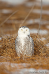 wildlife;snowy-owl;bubo-scandiacus;owl;raptor;bird-of-prey;marsh;Rye-Harbor;NH;D800