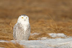 wildlife;snowy-owl;bubo-scandiacus;owl;raptor;bird-of-prey;marsh;Rye-Harbor;NH;D800