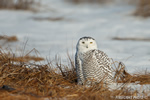 wildlife;snowy-owl;bubo-scandiacus;owl;raptor;bird-of-prey;marsh;Rye-Harbor;NH;D800