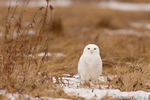wildlife;snowy-owl;bubo-scandiacus;owl;raptor;bird-of-prey;marsh;Seabrook;NH;D800