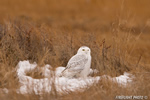 wildlife;snowy-owl;bubo-scandiacus;owl;raptor;bird-of-prey;marsh;Seabrook;NH;D4