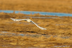 wildlife;snowy-owl;bubo-scandiacus;owl;raptor;bird-of-prey;marsh;Rye-Harbor;NH;D4