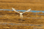 wildlife;snowy-owl;bubo-scandiacus;owl;raptor;bird-of-prey;marsh;Rye-Harbor;NH;D4