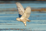 wildlife;snowy-owl;bubo-scandiacus;owl;raptor;bird-of-prey;marsh;Rye-Harbor;NH;D4