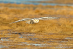 wildlife;snowy-owl;bubo-scandiacus;owl;raptor;bird-of-prey;marsh;Rye-Harbor;NH;D4