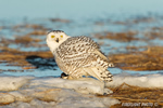 wildlife;snowy-owl;bubo-scandiacus;owl;raptor;bird-of-prey;marsh;Rye-Harbor;NH;D4