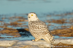 wildlife;snowy-owl;bubo-scandiacus;owl;raptor;bird-of-prey;marsh;Rye-Harbor;NH;D4