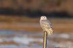 wildlife;snowy-owl;bubo-scandiacus;owl;raptor;bird-of-prey;marsh;Rye-Harbor;NH;D4