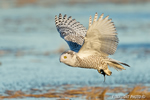 wildlife;snowy-owl;bubo-scandiacus;owl;raptor;bird-of-prey;marsh;Rye-Harbor;NH;D4