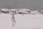 wildlife;snowy-owl;bubo-scandiacus;owl;raptor;bird-of-prey;marsh;Rye-Harbor;NH;D4