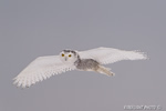 wildlife;snowy-owl;bubo-scandiacus;owl;raptor;bird-of-prey;flight;Rye-Harbor;NH;D4
