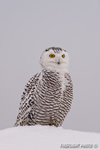 wildlife;snowy-owl;bubo-scandiacus;owl;raptor;bird-of-prey;snow;Rye-Harbor;NH;D4