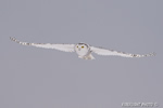 wildlife;snowy-owl;bubo-scandiacus;owl;raptor;bird-of-prey;marsh;Rye-Harbor;NH;D4