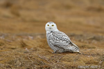 wildlife;snowy-owl;bubo-scandiacus;owl;raptor;bird-of-prey;marsh;Rye-Harbor;NH;D4