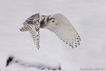 wildlife;snowy-owl;bubo-scandiacus;owl;raptor;bird-of-prey;marsh;Hampton;NH;D800