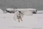 wildlife;snowy-owl;bubo-scandiacus;owl;raptor;bird-of-prey;marsh;Rye-Harbor;NH;D4