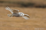 wildlife;snowy-owl;bubo-scandiacus;owl;raptor;bird-of-prey;marsh;Hampton-Beach;NH;D4