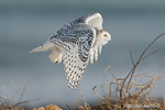 wildlife;snowy-owl;bubo-scandiacus;owl;raptor;bird-of-prey;coast;Rye-Harbor;NH;D4