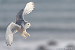 wildlife;snowy-owl;bubo-scandiacus;owl;raptor;bird-of-prey;coast;Rye-Harbor;NH;D4