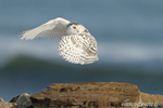 wildlife;snowy-owl;bubo-scandiacus;owl;raptor;bird-of-prey;rock;Rye-Harbor;NH;D4