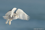 wildlife;snowy-owl;bubo-scandiacus;owl;raptor;bird-of-prey;ocean;Rye-Harbor;NH;D4