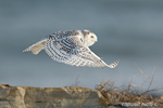 wildlife;snowy-owl;bubo-scandiacus;owl;raptor;bird-of-prey;coast;Rye-Harbor;NH;D4