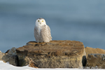 wildlife;snowy-owl;bubo-scandiacus;owl;raptor;bird-of-prey;coast;Rye-Harbor;NH;D4