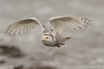 wildlife;snowy-owl;bubo-scandiacus;owl;raptor;bird-of-prey;ocean;Rye-Harbor;NH;D4